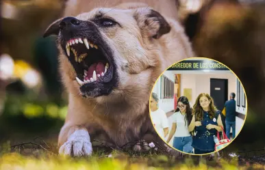 Cárcel a dueños irresponsables de mascotas en Baja California ¿De qué trata la Ley amparito?