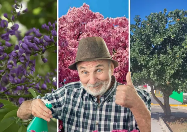Estos 3 árboles nativos de Yucatán son perfectos para sembrar en temporada de lluvias