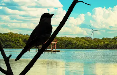 Así es el ave poco común en México que anida por primera vez en Yucatán