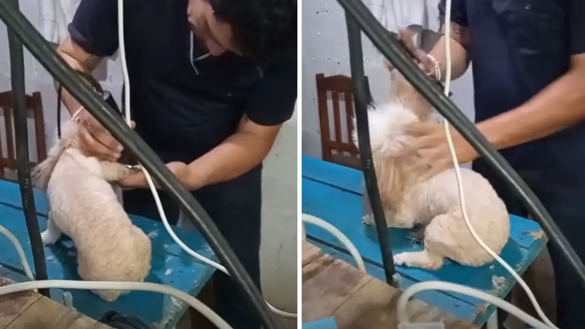 En redes sociales, aseguran que el presunto estilista también es chofer de una combi Foto: María Chan