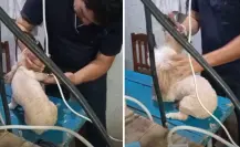 Exhiben a presunto estilista canino por maltrato animal en Umán