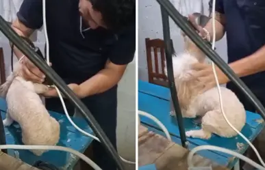 Exhiben a presunto estilista canino por maltrato animal en Umán