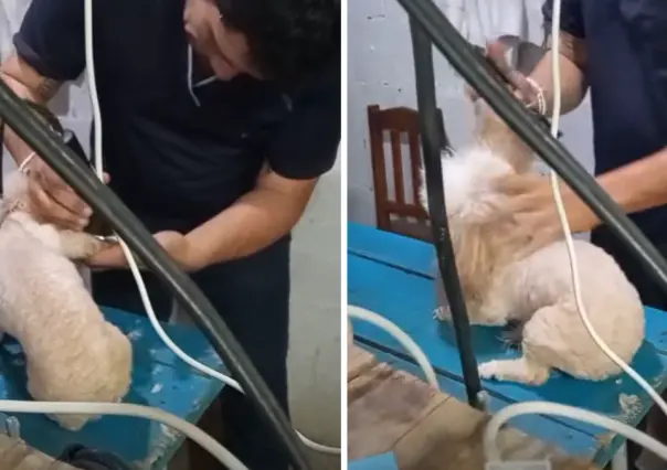 Exhiben a presunto estilista canino por maltrato animal en Umán