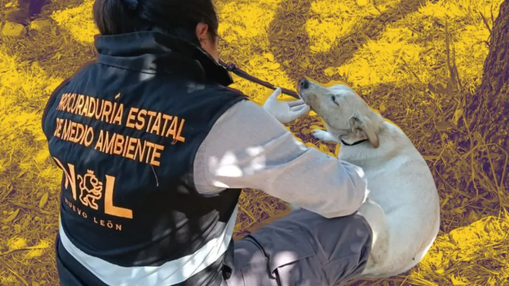 Héroes verdes: salvan a perro con catéter que fue abandonado en parque público de Monterrey