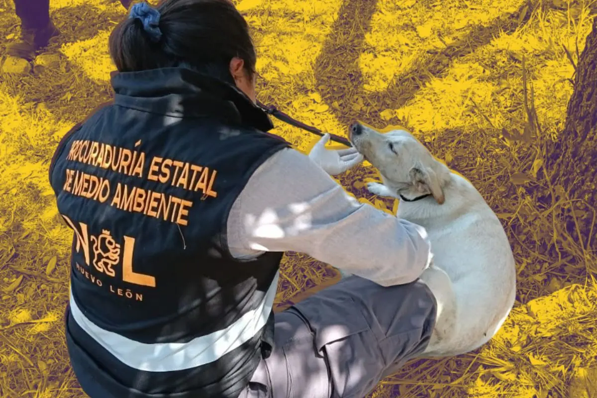 Elemento de la Procuraduría Estatal del Medio Ambiente en el rescate del animal Foto: Canva
