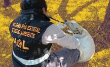 Héroes verdes: salvan a perro con catéter que fue abandonado en parque público de Monterrey
