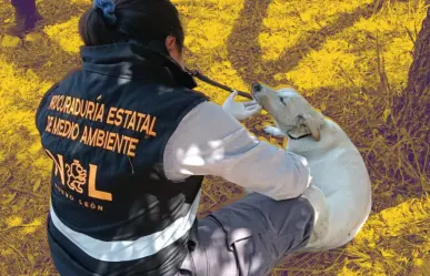 Héroes verdes: salvan a perro con catéter que fue abandonado en parque público de Monterrey