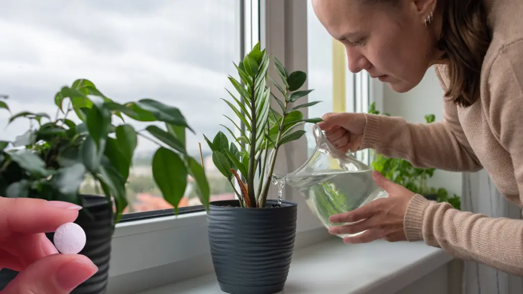 Embellece tus plantas y has que crezcan sanas con una sola pastilla