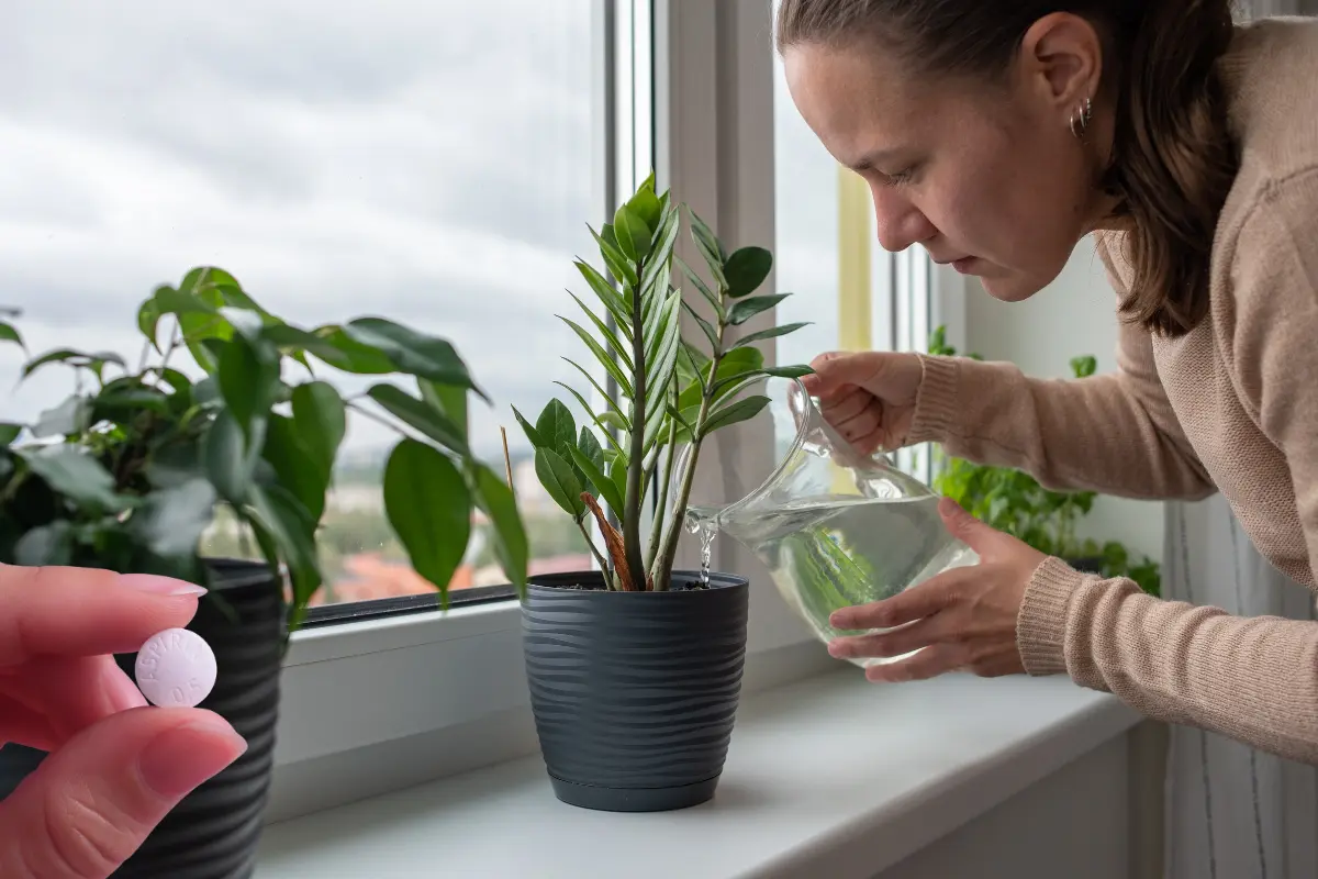 Embellece tus plantas y has que crezcan sanas con una sola pastilla. Foto: Canva