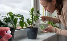Embellece tus plantas y has que crezcan sanas con una sola pastilla