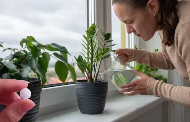Embellece tus plantas y has que crezcan sanas con una sola pastilla