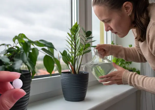 Embellece tus plantas y has que crezcan sanas con una sola pastilla