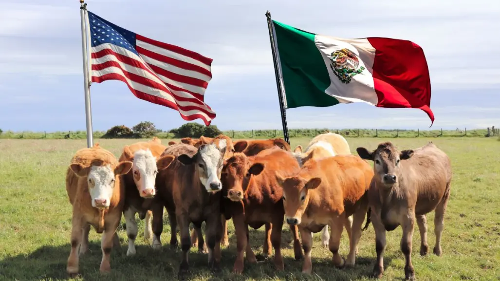 Coahuila prepara estrategia para rescatar al sector ganadero tras freno en ventas a Estados Unidos