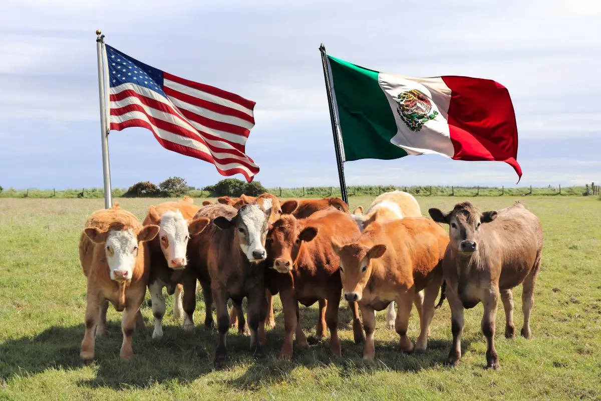Preparan estrategias Gobierno de Coahuila y Federación para ayudar al sector ganadero / Foto: Composición de Canva