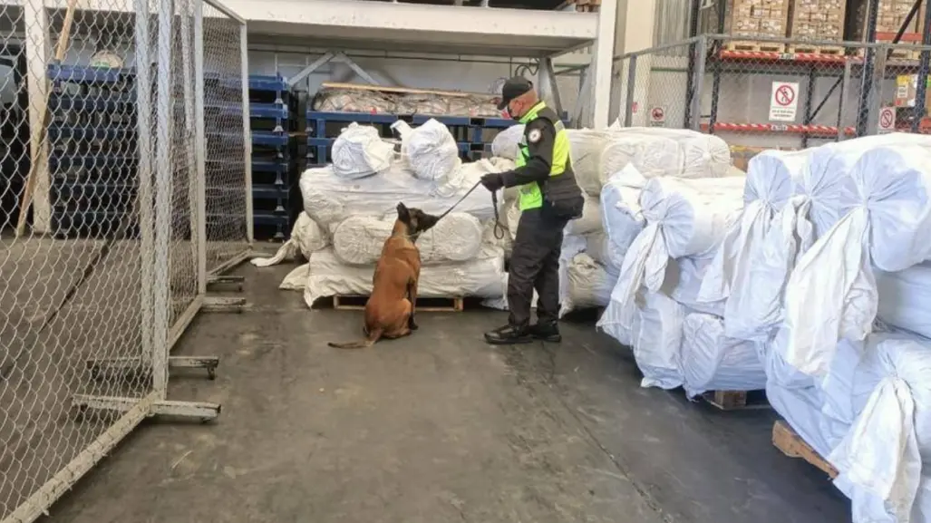 Guardia Nacional halla cargamento oculto de droga sintética en el AIFA gracias a binomios caninos