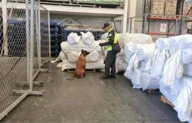 Guardia Nacional halla cargamento oculto de droga sintética en el AIFA gracias a binomios caninos