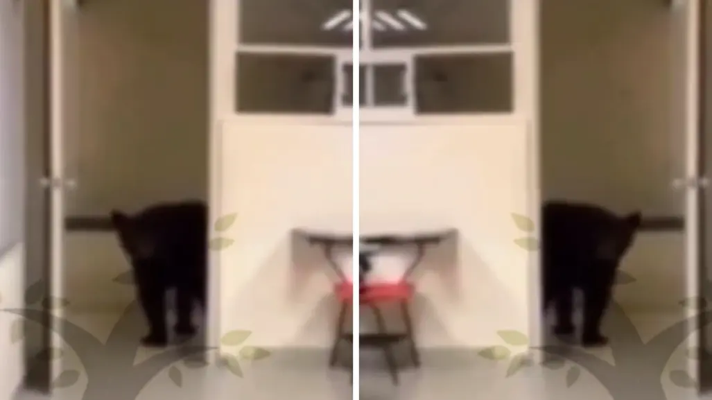 Oso curioso "asiste" a clase en la Facultad de Comunicación de la UANL