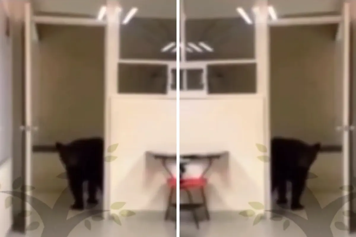 Un oso negro en la Facultad de Ciencias de la Comunicación de la UANL. Foto: Captura de video