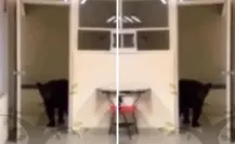 Oso curioso “asiste” a clase en la Facultad de Comunicación de la UANL