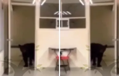 Oso curioso "asiste" a clase en la Facultad de Comunicación de la UANL