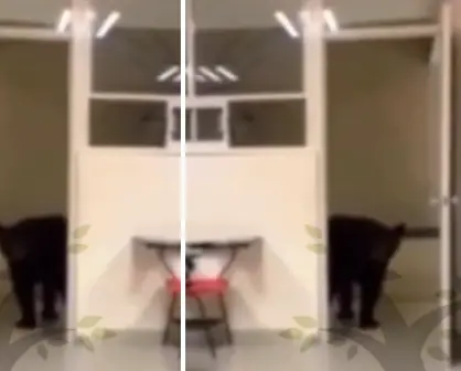 Oso curioso "asiste" a clase en la Facultad de Comunicación de la UANL