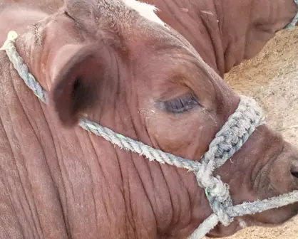 Exportación de ganado a EU aún no tiene fecha, según productores de Durango