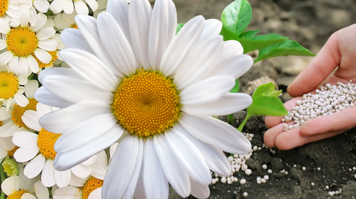 Guía práctica para hacer abonos para margaritas y lograr flores más vivas en verano. Foto: Canva.
