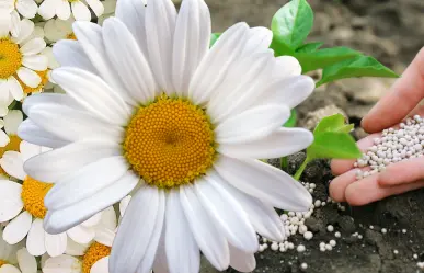 Guía práctica para hacer abonos para margaritas y lograr flores más vivas en verano
