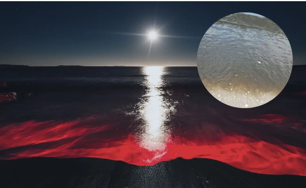 ¿Por qué el mar en Chuburná se tornó color negro? Foto: Canva