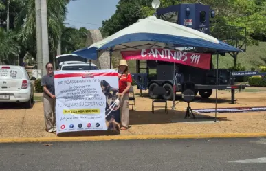 Mil 200 perritos ha rescatado por "Caninos 911" en Tabasco, pero ahora necesitan ayuda