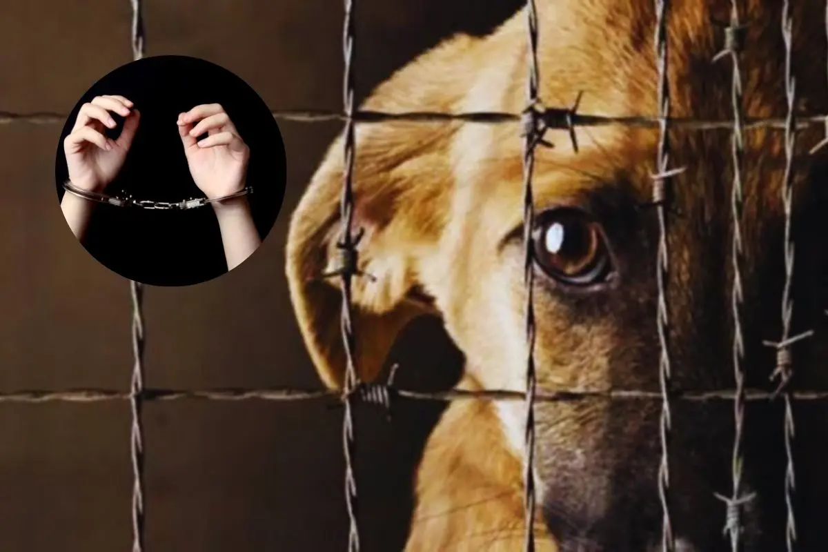 Perrito capturado Foto: Canva