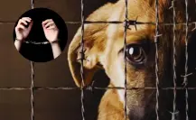 Vinculan a dos menores en García por el delito de maltrato animal