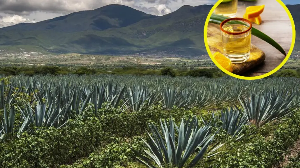 En Oaxaca está la capital mundial del mezcal artesanal; imperdible de visitar