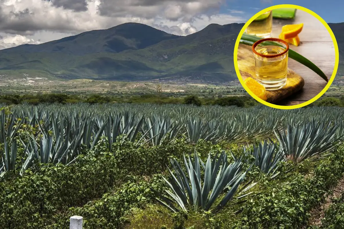 En Oaxaca está la capital mundial del mezcal artesanal; imperdible de visitar. Foto: FB Panorama Mezcal | vamosaconocer.com