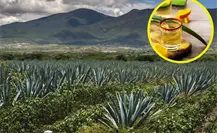 En Oaxaca está la capital mundial del mezcal artesanal; imperdible de visitar En Oaxaca está la capital mundial del mezcal artesanal; imperdible de visitar