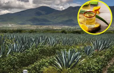 En Oaxaca está la capital mundial del mezcal artesanal; imperdible de visitar
