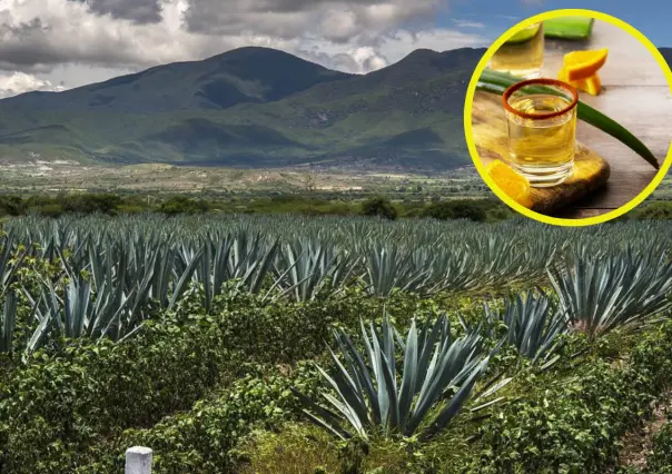 En Oaxaca está la capital mundial del mezcal artesanal; imperdible de visitar