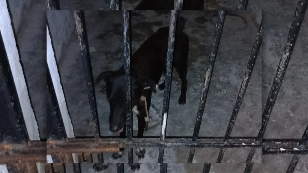 Comisario encarcela a un perro en Sisal, Yucatán: esta es la razón