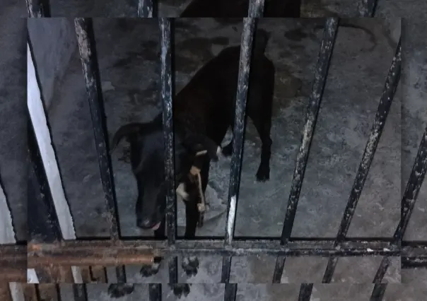 Comisario encarcela a un perro en Sisal, Yucatán: esta es la razón
