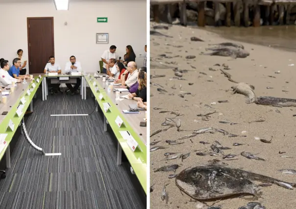 Marea roja en Yucatán: se mantiene el monitoreo del fenómeno en la costa