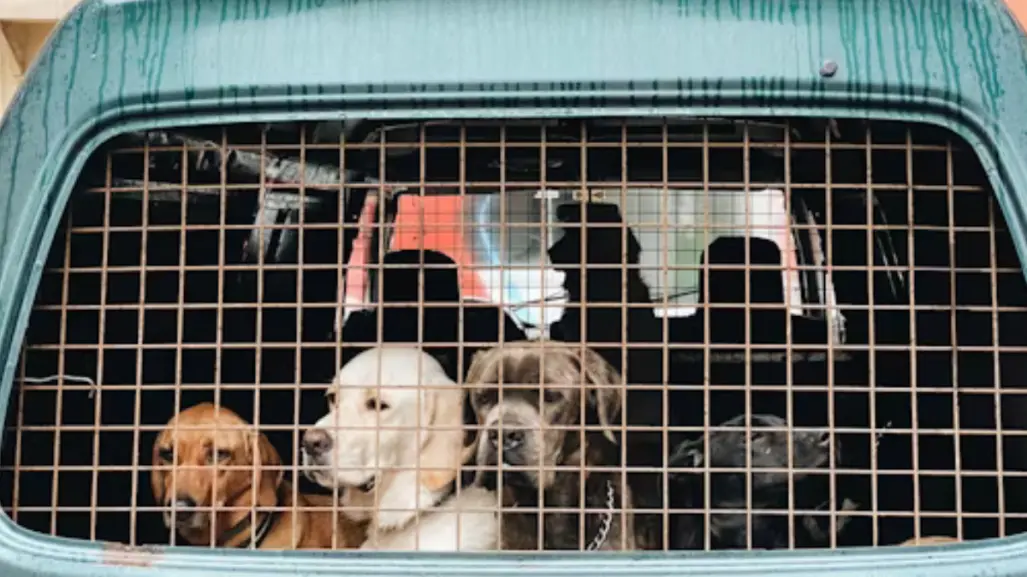 Surgen presuntos secuestros de mascotas en Tamaulipas: esto se sabe