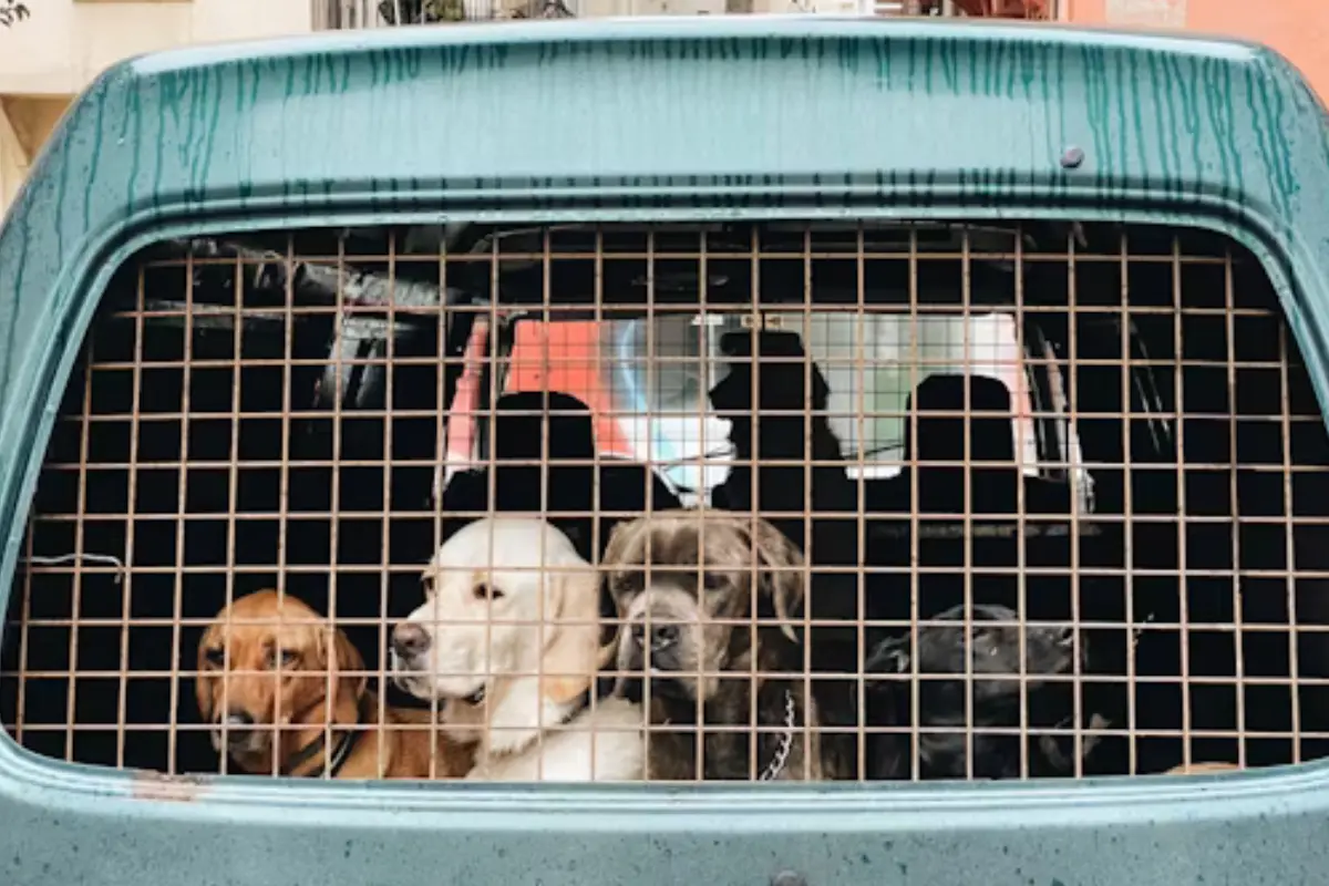 Descubre la alerta en el sur de Tamaulipas ante el posible secuestro de mascotas extraviadas. Detalles aquí.