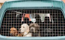 Surgen presuntos secuestros de mascotas en Tamaulipas: esto se sabe