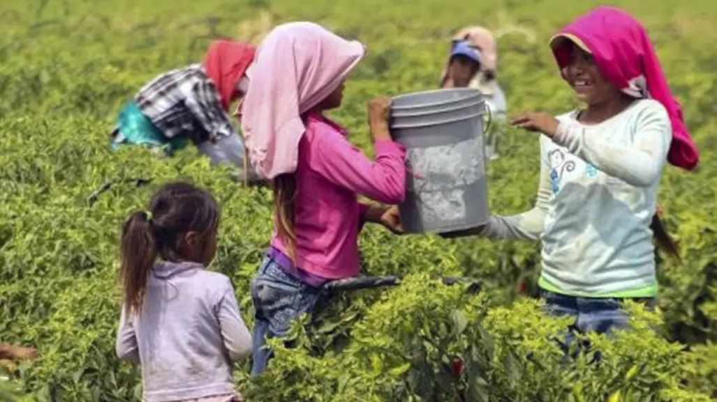 Explotación laboral infantil en actividades agrícolas y comerciales en Edomex
