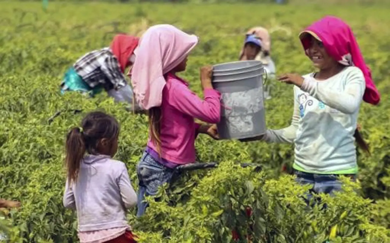 Niños trabajando en el sector agrícola. Foto: UNAM (Canva)