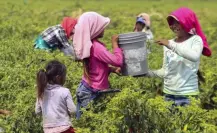 Explotación laboral infantil en actividades agrícolas y comerciales en Edomex