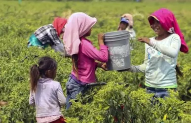 Explotación laboral infantil en actividades agrícolas y comerciales en Edomex