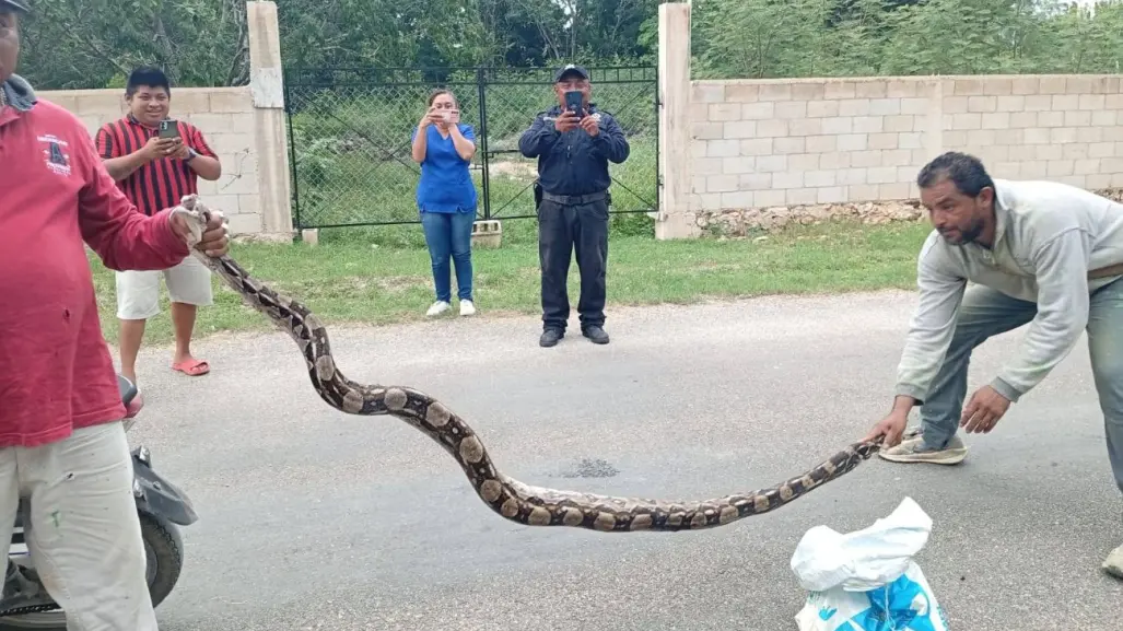 Boa constrictora de 2.80 metros sorprende a habitantes en Tinum