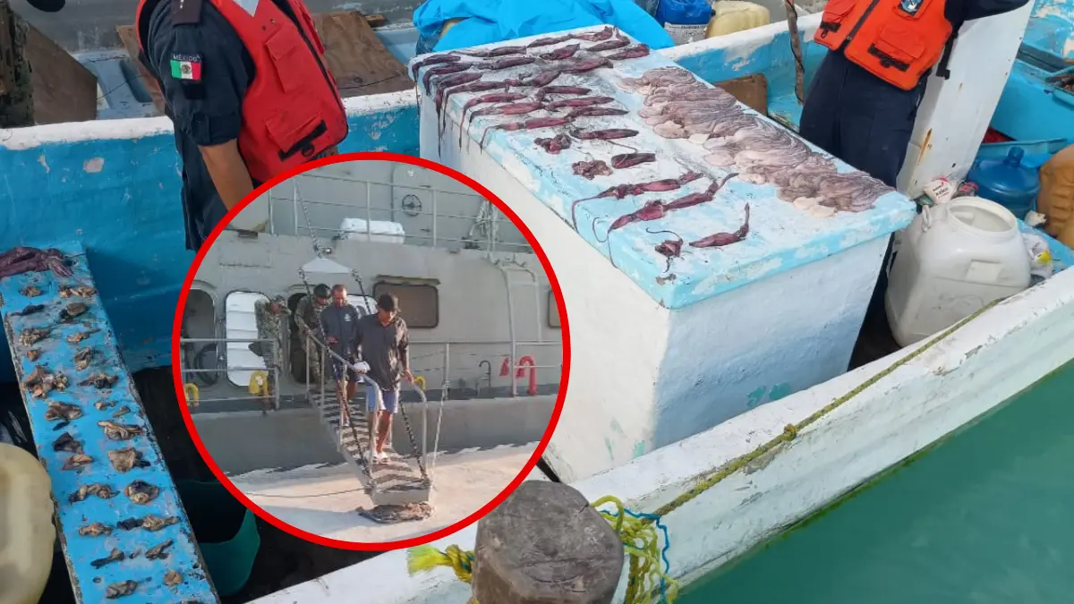 El producto pesquero, el equipo de buceo y la embarcación fueron decomisados Foto: SEMAR