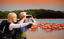 Dónde ver los flamencos en la península de Yucatán